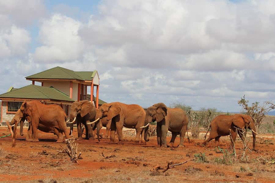Day Tour of Tsavo East National Park from Mombasa/Diani - Entering through Bachuma Gate