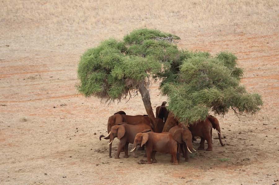 Day Tour of Tsavo East National Park from Mombasa/Diani - Searching for Tsavo’s red elephants