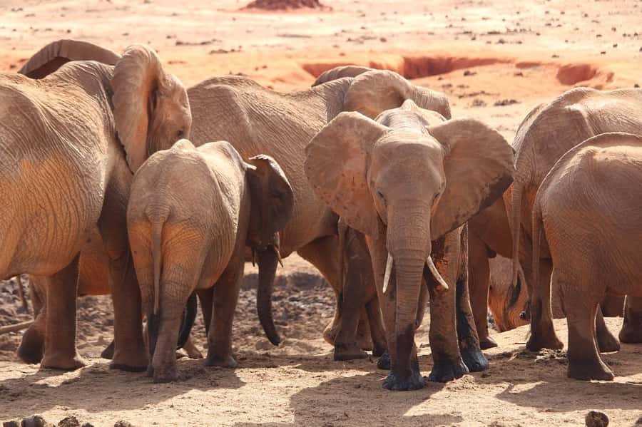 Day Tour of Tsavo East National Park from Mombasa/Diani - Aruba Dam and the dry-season advantage
