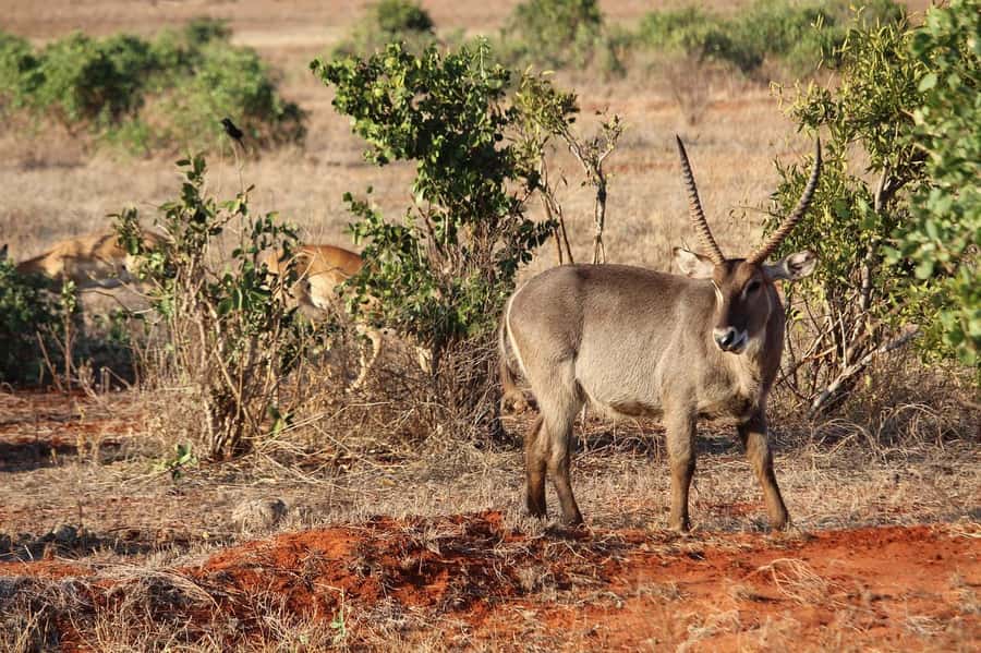 Day Tour of Tsavo East National Park from Mombasa/Diani - What the $389 price really buys you