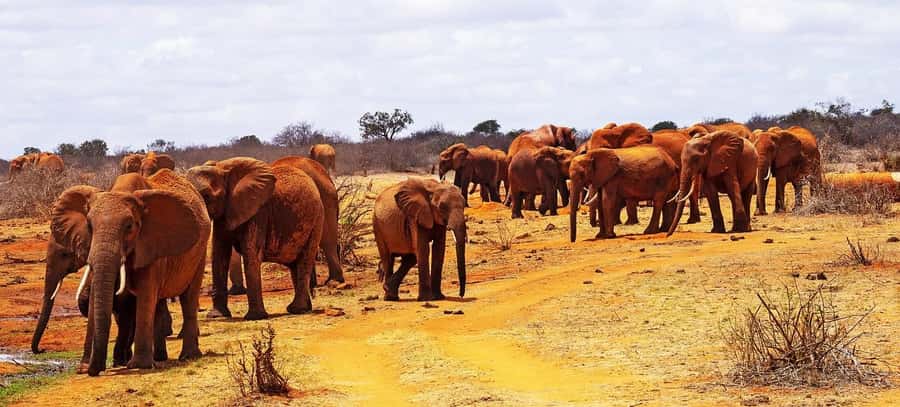 Day Tour of Tsavo East National Park from Mombasa/Diani - Private groups, languages, and booking flexibility