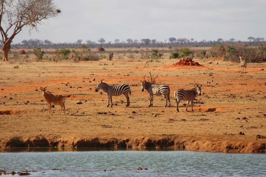 Day Tour of Tsavo East National Park from Mombasa/Diani - Who should choose this safari?