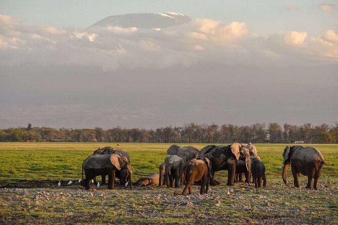 Day Tour to Amboseli National Park - The 5:00 a.m. departure and drive across Kenya