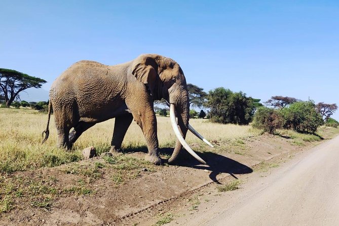 Day Tour to Amboseli National Park - Observation Hill: the best place to understand the park
