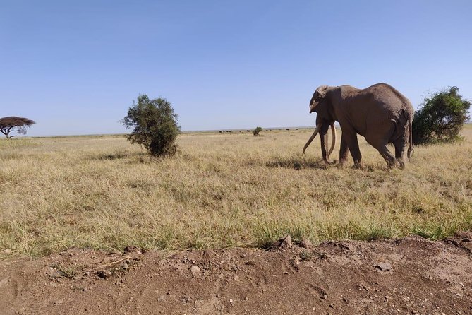 Day Tour to Amboseli National Park - Lunch at Oltukai Lodge