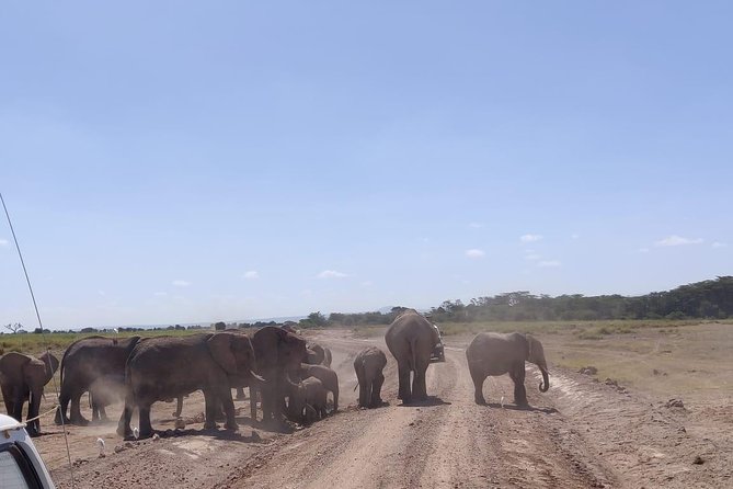 Day Tour to Amboseli National Park - Afternoon wildlife and the long ride home