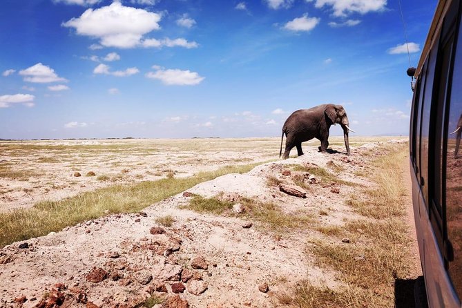 Day Tour to Amboseli National Park - Vehicle comfort, safety, and guide quality