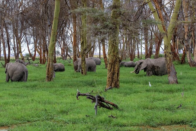 Day tour to Amboseli National Park and Maasai Village - Key points to know before booking