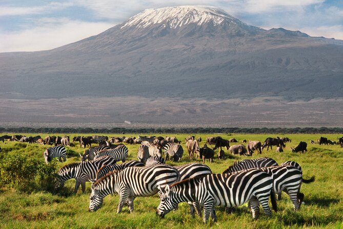 Day tour to Amboseli National Park and Maasai Village - Why this Nairobi to Amboseli day trip works