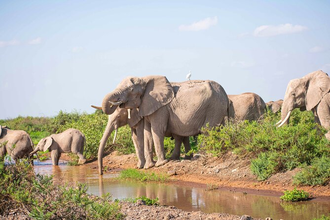 Day tour to Amboseli National Park and Maasai Village - Useful booking and cancellation details