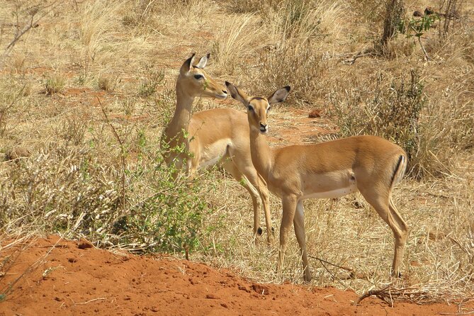 Day tour to Amboseli National Park and Maasai Village - My verdict: should you book it?