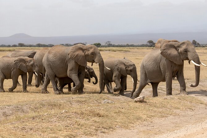 Day tour to Amboseli National Park and Maasai Village - Nine hours among Amboseli wildlife