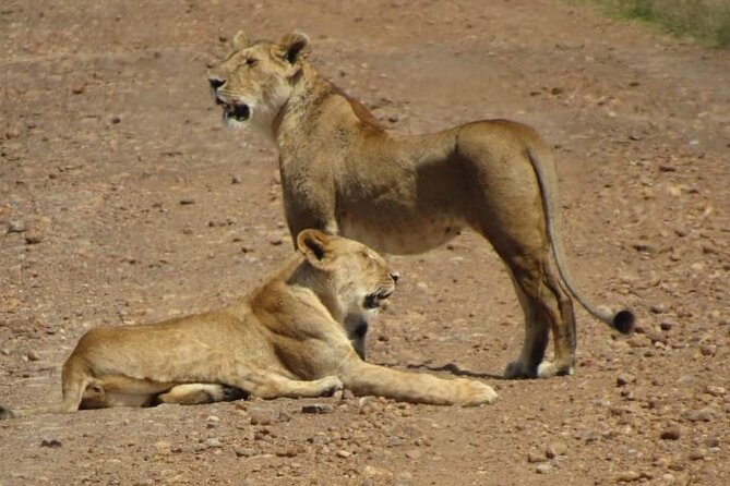 Day Tour To Amboseli National Park From Nairobi - The Marshes And Views From Observation Hill