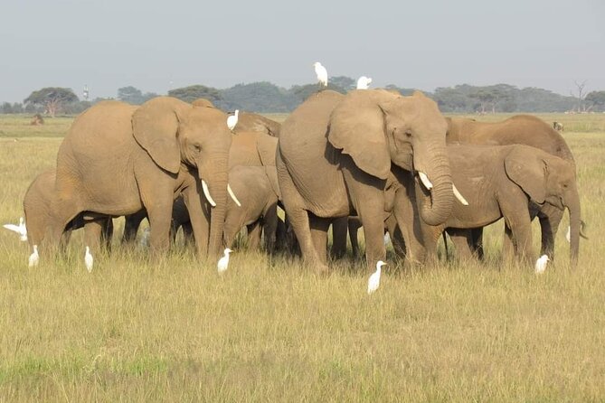 Day Tour To Amboseli National Park From Nairobi - Lunch At Ol Tukai Lodge