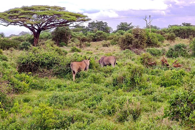 Day Tour To Amboseli National Park From Nairobi - A One-Hour Maasai Village Visit
