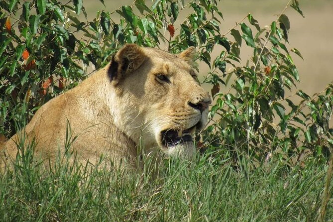 Day Tour To Amboseli National Park From Nairobi - Game Drive In A Pop-Up-Roof Safari Vehicle