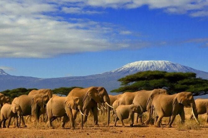 An elephant herd crossing the plain in Amboseli National Park