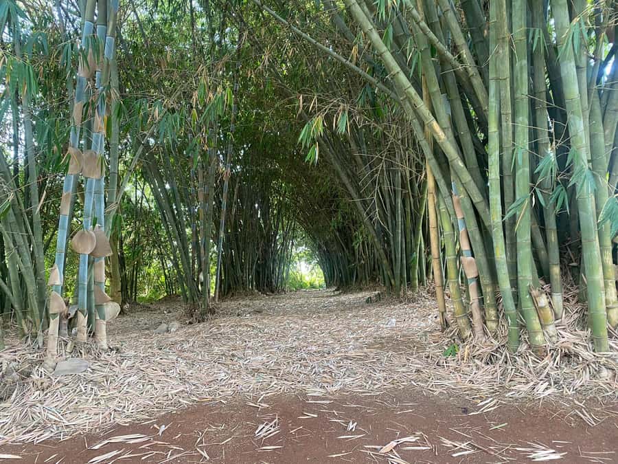 Day Tour to Fairview Coffee Estate From Nairobi - Key points to know before booking