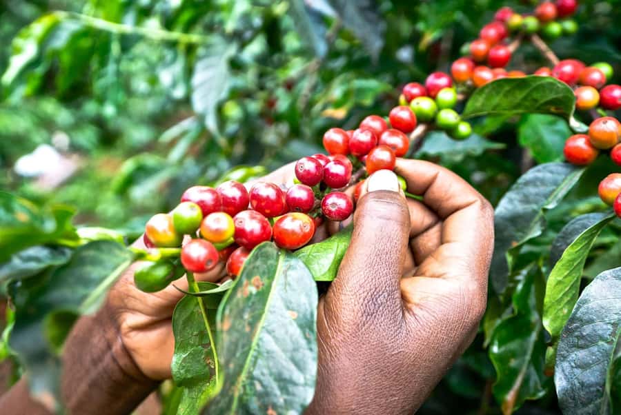 Day Tour to Fairview Coffee Estate From Nairobi - Learning the work behind Kenyan Arabica coffee