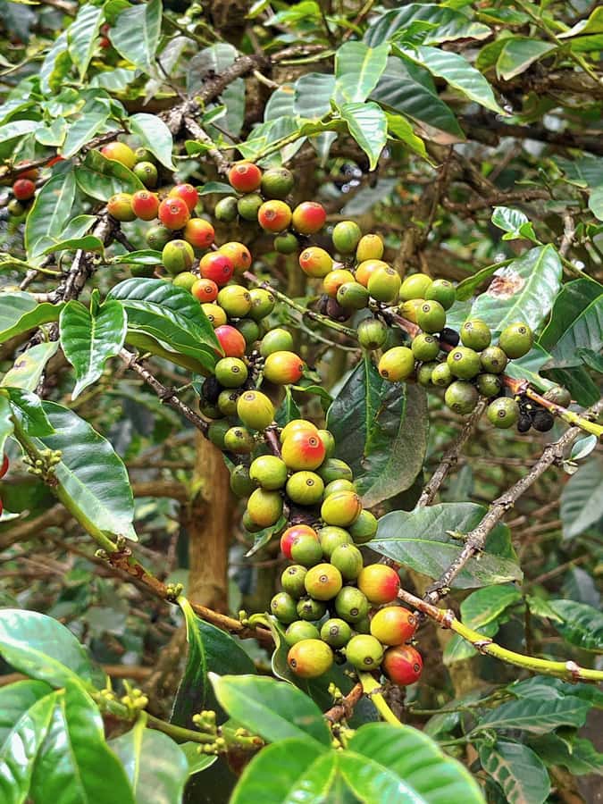 Day Tour to Fairview Coffee Estate From Nairobi - Should you book the Fairview Coffee Estate tour?
