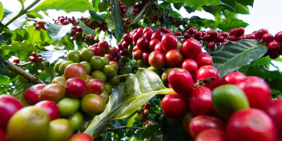 Day Tour to Fairview Coffee Farm - Key points to know before you book