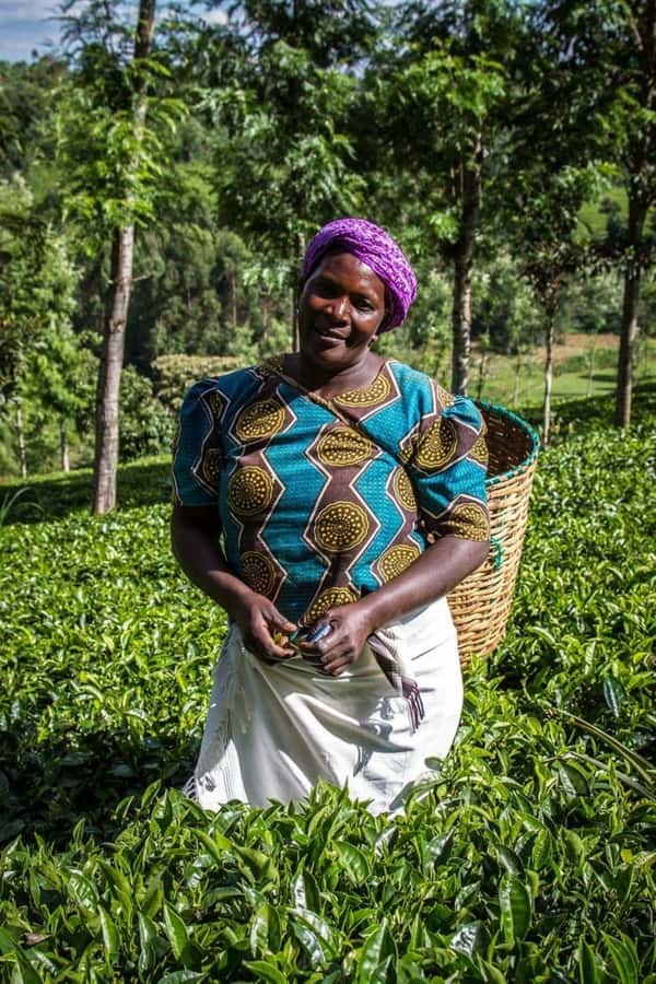 Day Tour to Fairview Coffee Farm - Why Fairview makes a good Nairobi side trip