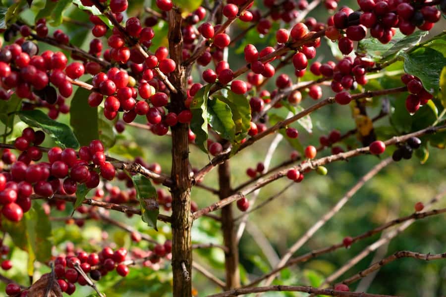 Day Tour to Fairview Coffee Farm - First stop: the farm story and coffee plants