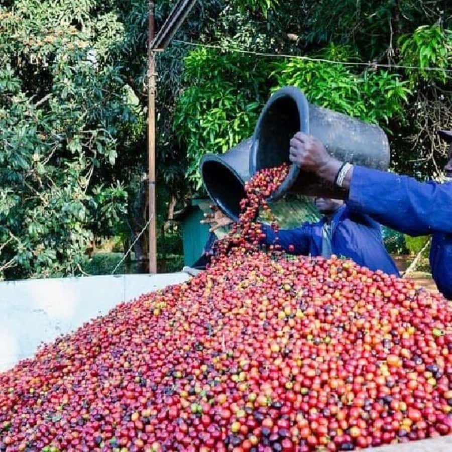Day Tour to Fairview Coffee Farm - What the $50 price really means