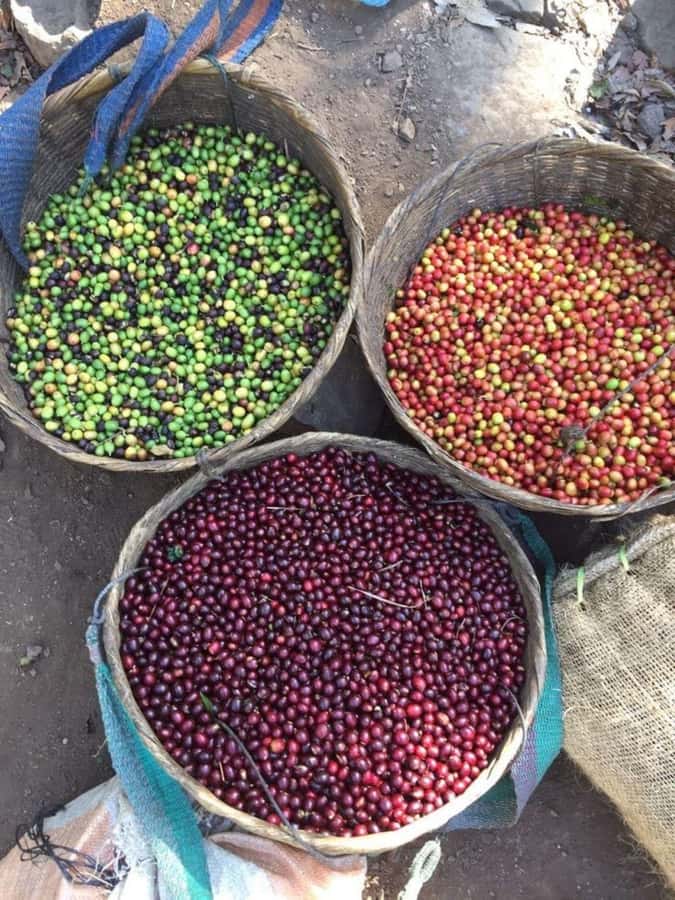 Day Tour to Fairview Coffee Farm - Who will enjoy this private coffee tour