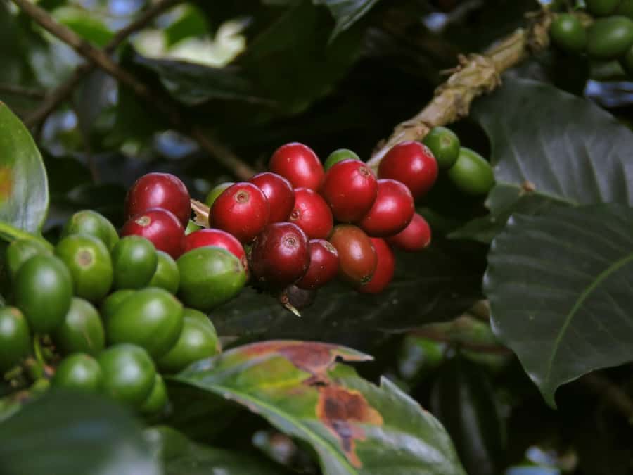 Day Tour to Fairview Coffee Farm - The 30-minute ride from Nairobi
