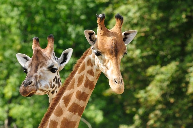 Day tour to Giraffe Center and Karen Blixen Museum - Key things to know before booking