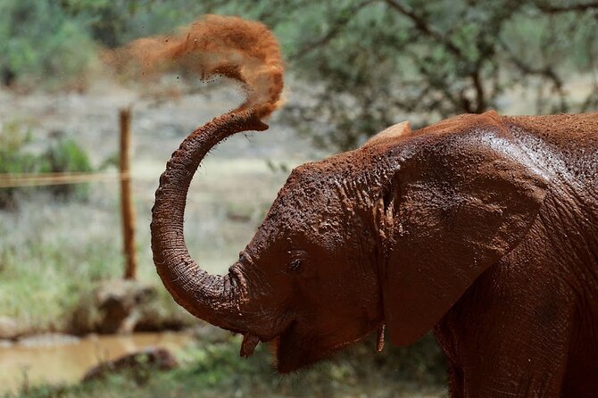 Day tour to Giraffe Center and Karen Blixen Museum - Why this makes a good first day in Nairobi
