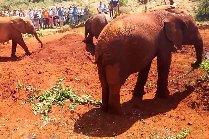 Day tour to Giraffe Center and Karen Blixen Museum - The elephant question: clarify before you pay