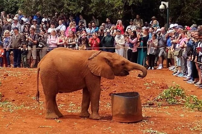 Day tour to Giraffe Center and Karen Blixen Museum - Guides, driving, and the value of private transport