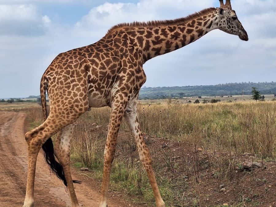 Day Tour to Giraffe Center and Karen Blixen Museum - Who will get the most from this tour