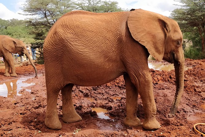Day tour to Giraffe center and Karen Blixen Nairobi - Karen Blixen Museum and the story behind Out of Africa