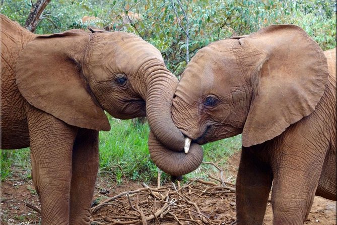 Day tour to Giraffe center and Karen Blixen Nairobi - Who should book this Nairobi day tour?