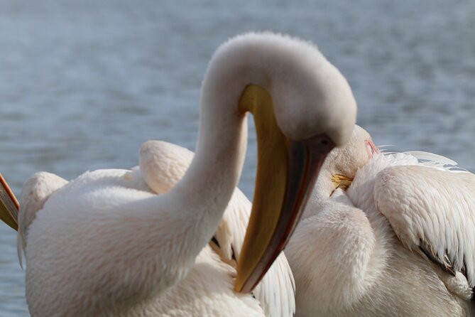 Day tour to Hell's Gate National park and optional Boat ride on lake Naivasha - The Gorge Question You Need to Ask