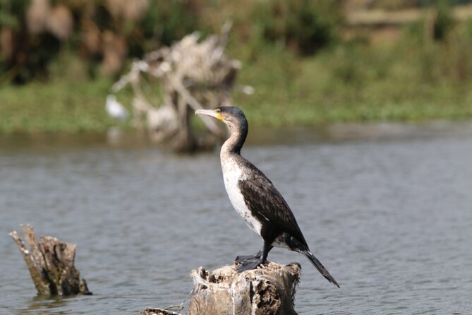 Day tour to Hell's Gate National park and optional Boat ride on lake Naivasha - Lunch at Naivasha Fisherman’s Camp