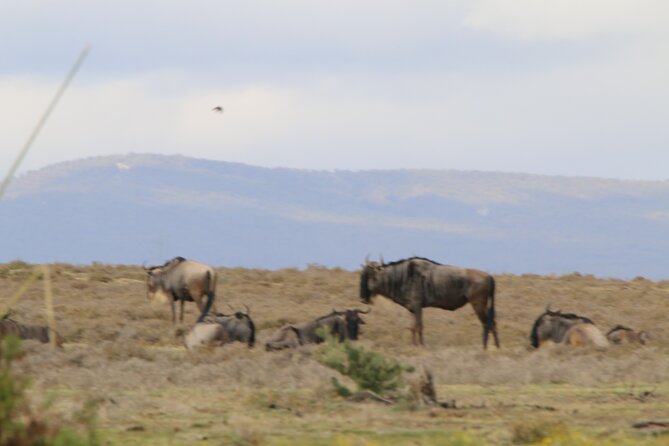 Day tour to Hell's Gate National park and optional Boat ride on lake Naivasha - What the $125 Price Really Covers
