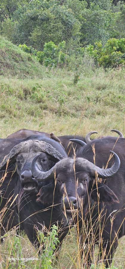 Day Tour to Hells Gate National Park&Lake Laivasha boat Ride - Should you book the Hells Gate and Lake Naivasha tour?