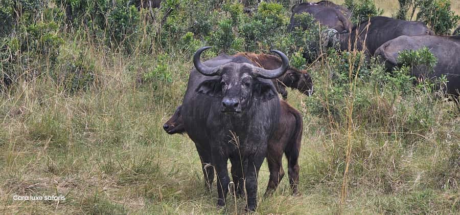 Day Tour to Hells Gate National Park&Lake Laivasha boat Ride - The optional Crescent Island walk