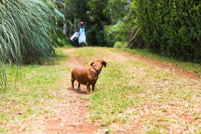 Day Tour To Kiambethu Tea Farm in Limuru - What the $115 price really covers