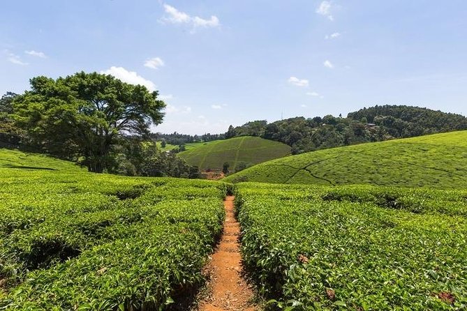 Day tour to Kiambethu tea farm in Limuru from Nairobi - A three-course buffet lunch at the family farm