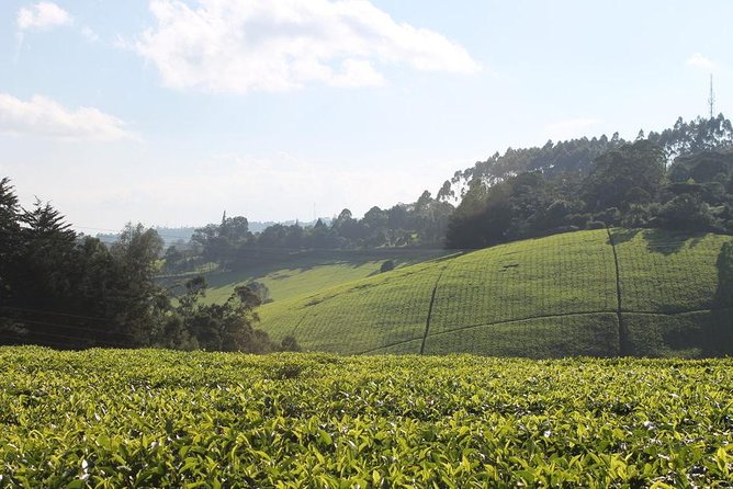 Day Tour To Kiambethu Tea Farm in Limuru - Leaving Nairobi at 9:45 am