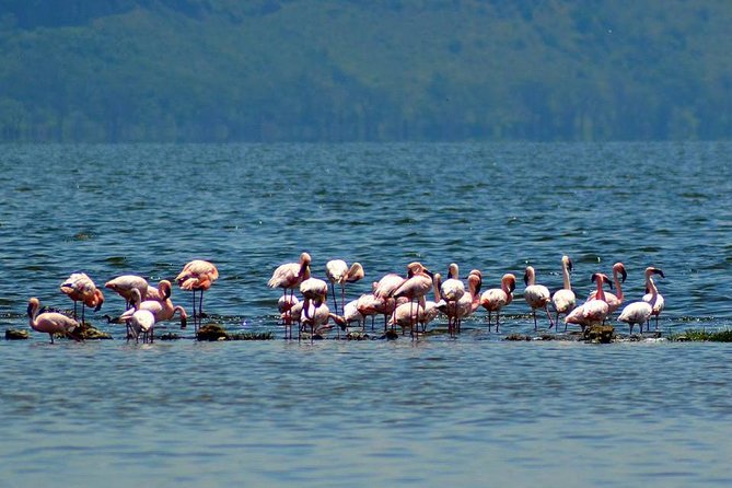 Day Tour To Lake Nakuru Park With Optional Boat Ride on Lake Naivasha - What this Nairobi day trip really involves