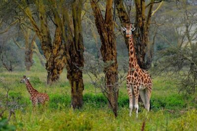 Day Tour To Lake Nakuru Park With Optional Boat Ride on Lake Naivasha