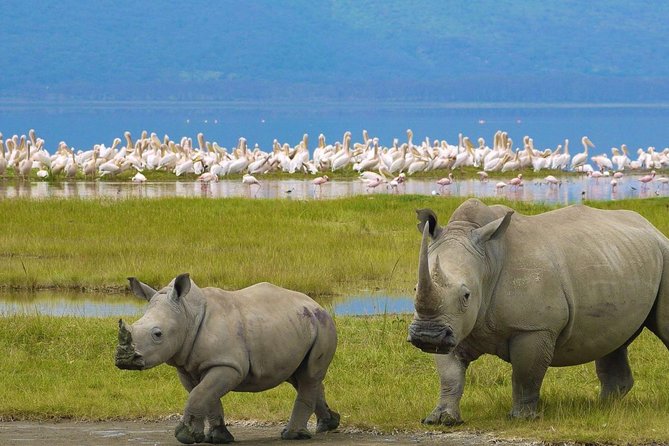Day Tour To Lake Nakuru Park With Optional Boat Ride on Lake Naivasha - Three hours inside Lake Nakuru National Park