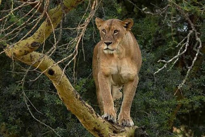 Day Tour To Lake Nakuru Park With Optional Boat Ride on Lake Naivasha - The drive from Nakuru to Lake Naivasha