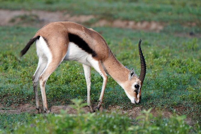 Day Tour To Lake Nakuru Park With Optional Boat Ride on Lake Naivasha - The one-hour boat ride on Lake Naivasha
